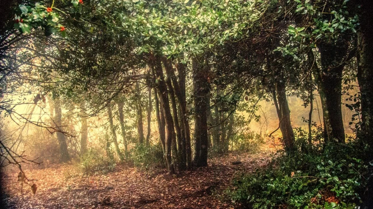 Acebal de Prádena: paseo entre acebos centenarios en Segovia en Segovia