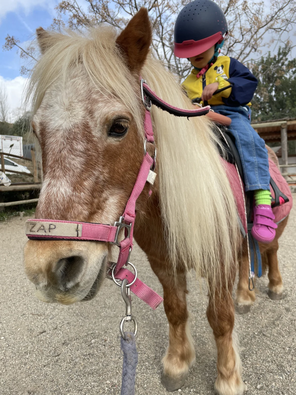 Circo ecuestre: acrobacias y caballos para toda la familia