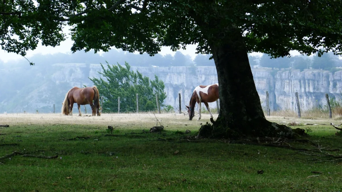 Aventura familiar en el Parque Natural de Urbasa en Navarra