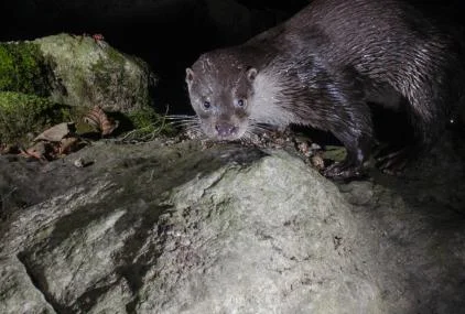 Dinosaurios, minerales y bichos: el Museo de Ciencias Naturales en Madrid