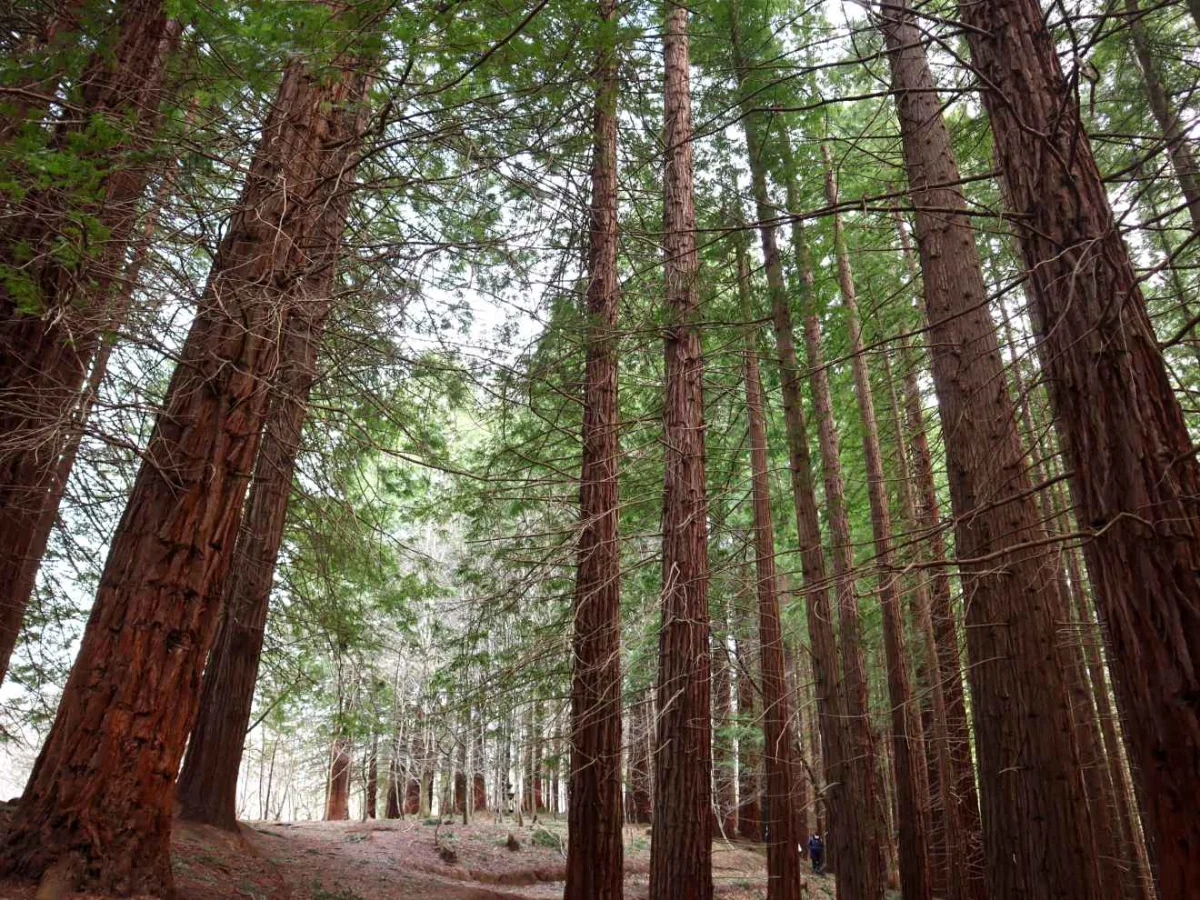 Bosque de secuoyas gigantes en Cantabria en Cantabria