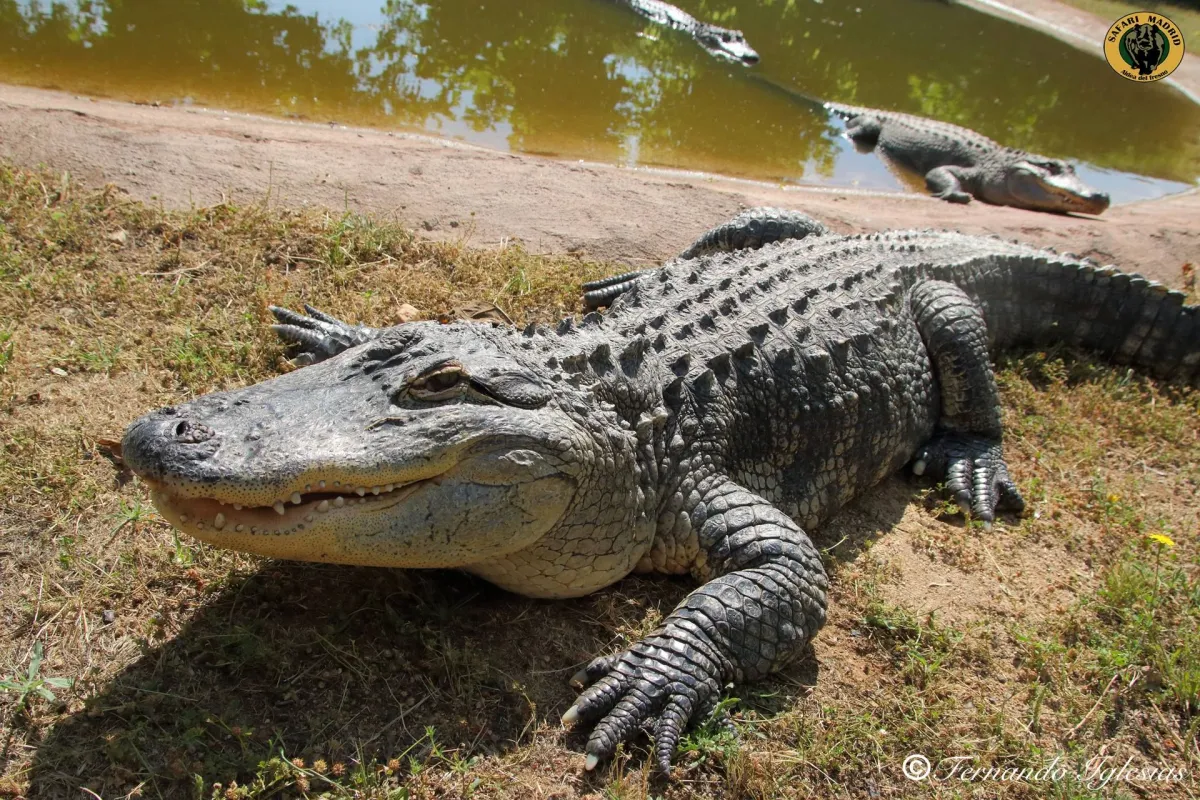 Safari Madrid en Madrid