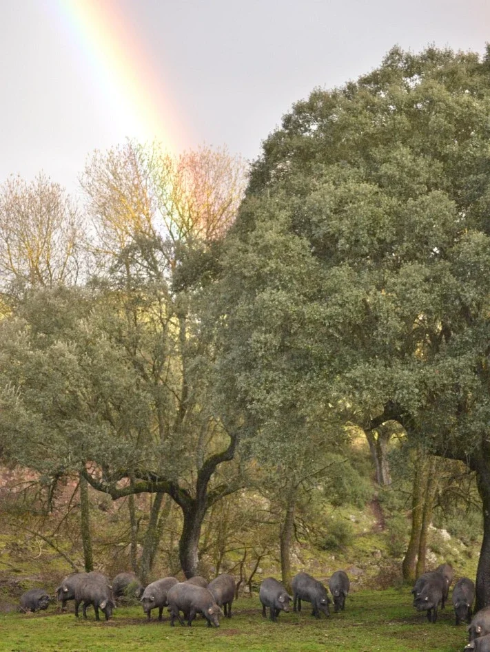 Ruta del Jamón en Guijuelo: sabores y dehesas en familia en Salamanca