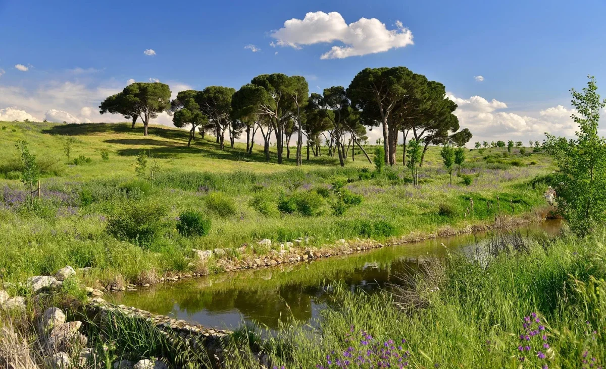 Parque Forestal de Valdebebas: naturaleza y juegos en Madrid