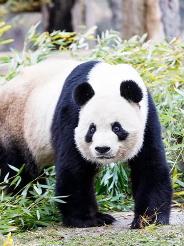 Zoo Aquarium de Madrid en Madrid